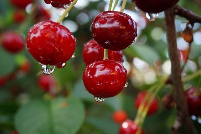 Close-up of fresh wet cherries