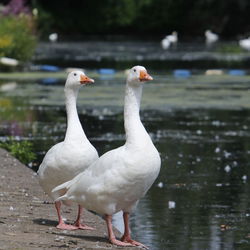 Geese by lake