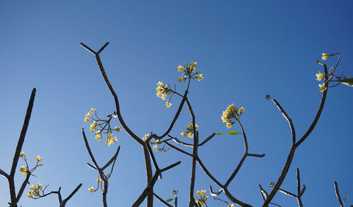 Low angle view of flower tree against clear blue sky