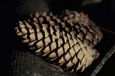 Close-up of pine cone on wood at night