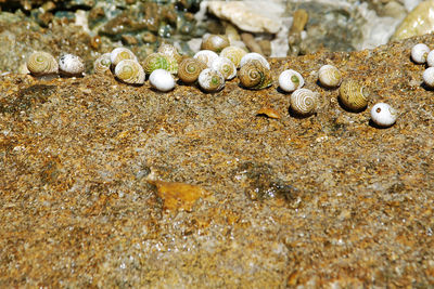 Close-up of crab on rock at beach