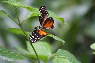 Butterfly on leaf
