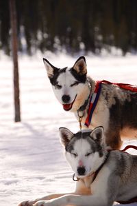 Siberian huskies on snow covered field during winter