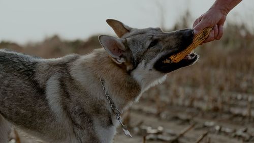 Close-up of hand holding dog