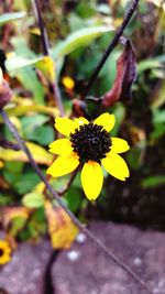 Close-up of yellow flower