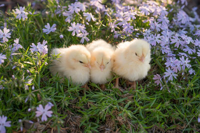 Close-up of baby chickens perching on field