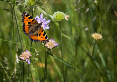 Butterfly on purple flower