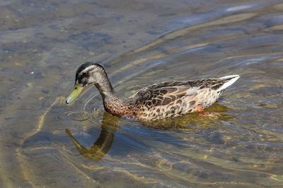 Side view of a duck swimming in lake