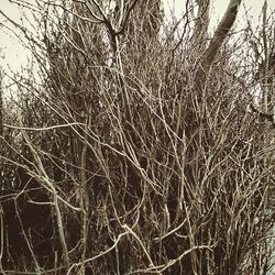 Bare trees against sky