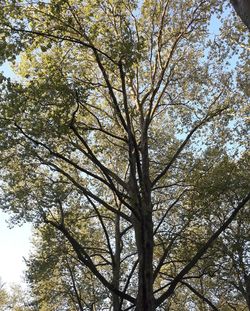 Low angle view of tree against sky