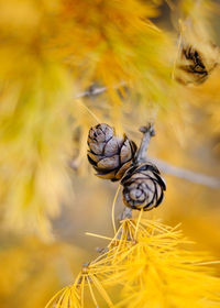 Close-up of bee pollinating on flower
