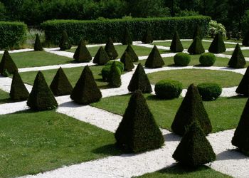 View of trees in garden