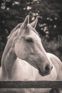 Close-up of horse