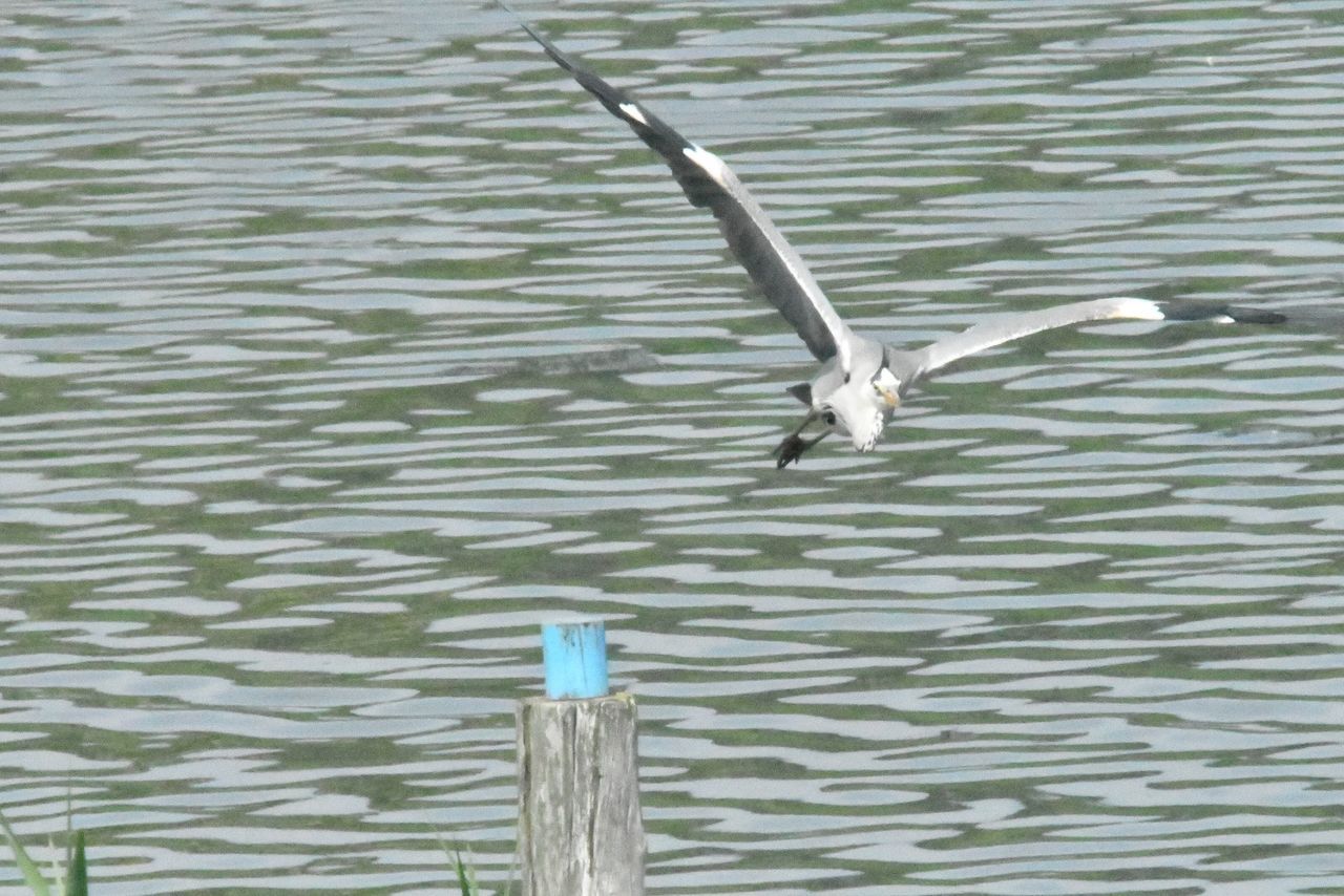 animal wildlife, animal themes, animal, one animal, animals in the wild, water, lake, no people, bird, day, flying, rippled, vertebrate, nature, spread wings, high angle view, outdoors, water bird