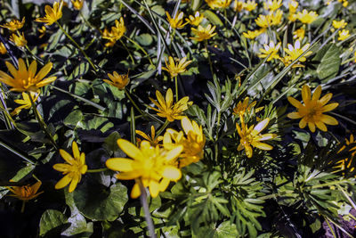 Close-up of yellow flowering plants