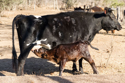 Calf sent milk from the cow in the field