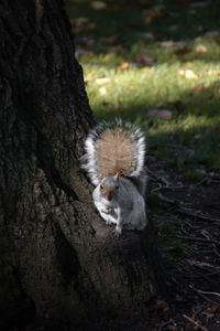 Squirrel on tree trunk