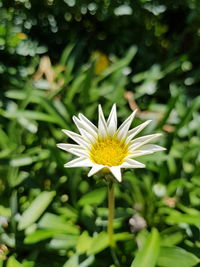 Close-up of yellow flower blooming outdoors