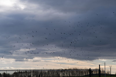 Silhouette birds flying against sky