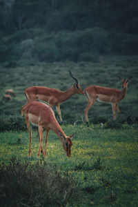 Deer standing on field