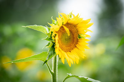 Close-up of honey bee on sunflower