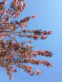 Low angle view of pink flowers against blue sky
