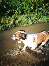 Dog on wet shore