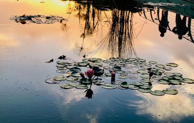 Water lily in lake