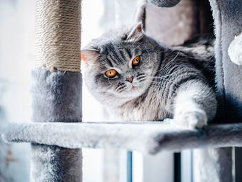 Cat on scratching post.