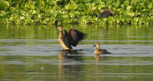 Bird in lake