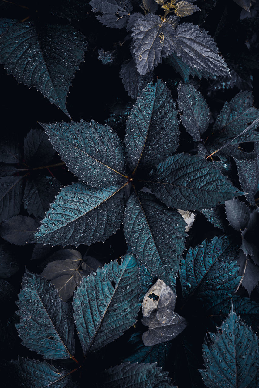 FULL FRAME SHOT OF DRY LEAVES ON FIELD