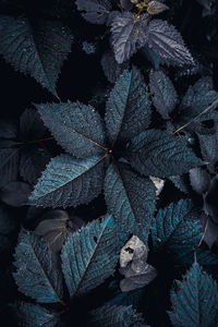 Full frame shot of leaves on plant at field