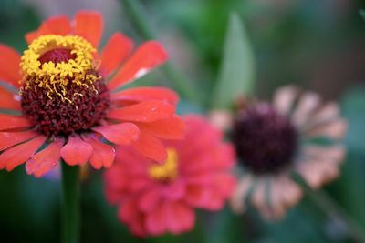 Close-up of pink flower blooming outdoors