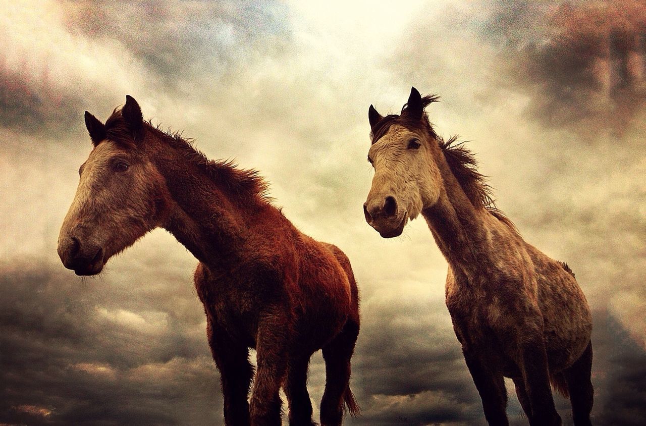 animal themes, mammal, domestic animals, horse, standing, sky, livestock, one animal, herbivorous, two animals, cloud - sky, nature, full length, field, cloudy, animals in the wild, three animals, working animal, weather, outdoors