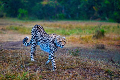 View of a cat walking