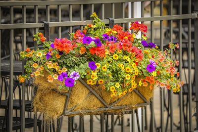 Close-up of multi colored flower pot