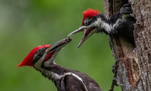 Close-up of birds perching on tree