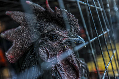 Close-up of black rooster in cage