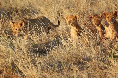 Lioness with calves walking on grassy field