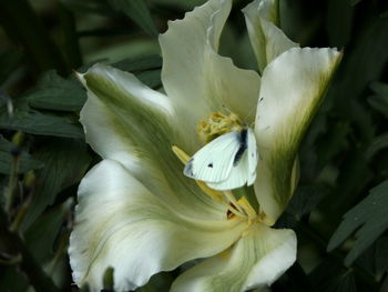 Close-up of white flowering plant