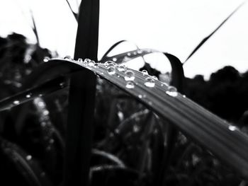 Close-up of water drops on leaf