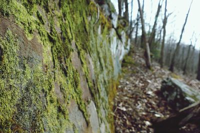 Moss growing on rock