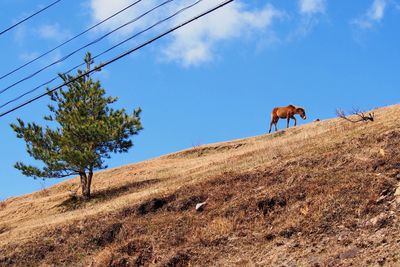 Horse on field against sky