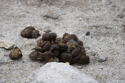 Close-up of shells on sand