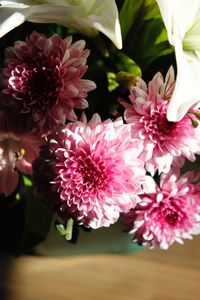 Close-up of pink flowers