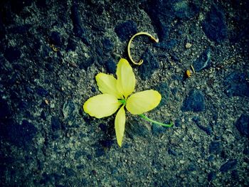 High angle view of yellow flower