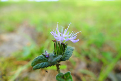 Close-up of purple flower