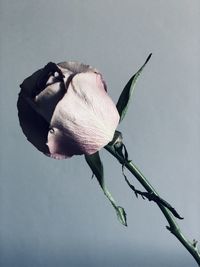 Close-up of wilted flower against white background