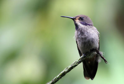 Close-up of bird perching on twig