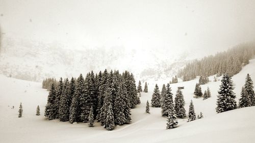Trees on snow covered landscape against sky